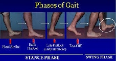 phasesofgait