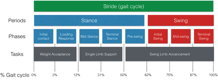Graphic of walking Running Phases