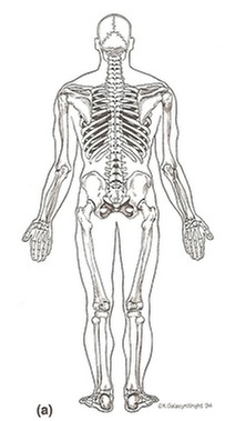 Normal Posture back view