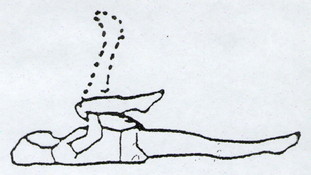 Upper Hamstring Stretch